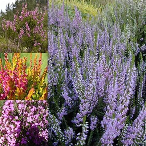 3 X Mixed Heather Plants Callunas Ericas In 9cm Pots Ready To Plant