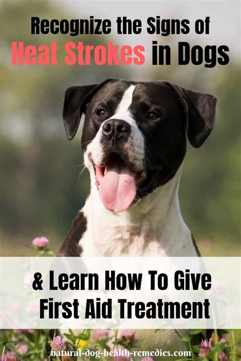If you suspect a stroke, phone 999 immediately and ask for an ambulance. Dog Heat Stroke - Symptoms, Causes, & First Aid Treatment