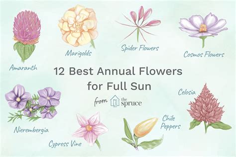 12 Best Annual Flowers For Full Sun