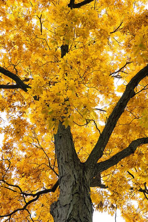 Shagbark Hickory Tree Photograph By Charline Xia Pixels