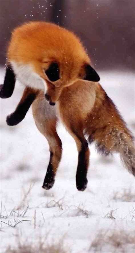 playful fox r foxes
