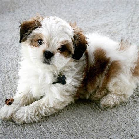 Maltese Shih Tzu Dog Breed Everything About The Malshi Morkie Mixed Dog