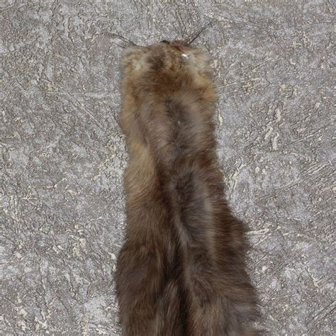 Russian Sable Tanned Fur Pelt For Sale Hide Skin Marten St3666