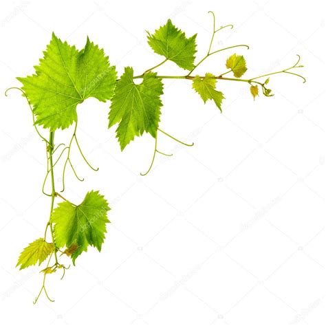 Grape Vine Leaves Isolated On White Background Stock Photo By