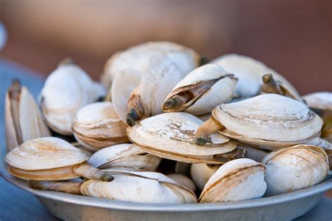 Soft Shell Clams Peiacc Best Of Sea