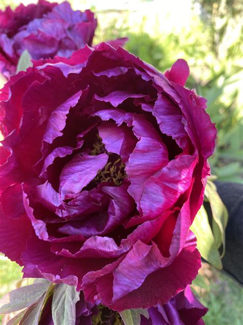 Paeonia Rimpo In 2020 Japanese Tree Deciduous Trees Plant Life