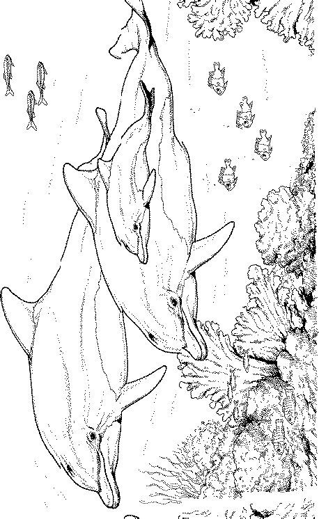 So far we have seen dolphins in the sea but now we are seeing them in the city zoo all fish is so beautiful. Kids-n-fun.com | 16 coloring pages of Dolphins