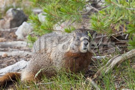 Hoary Marmot Largest North American Ground Squirrel Alaska Basin