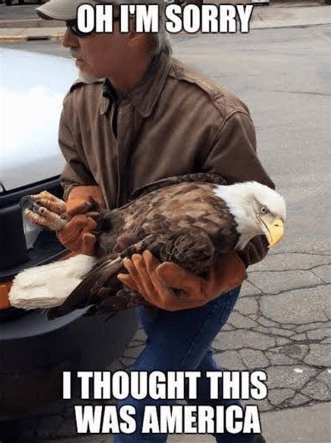 Memebase Eagle All Your Memes In Our Base Funny Memes Cheezburger