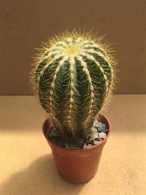The name silver or wooly torch comes from the wooly white appearance given by the fine needles and bristles that cover the stem. Parodia Magnifica Cactus | Cactus Kingdom