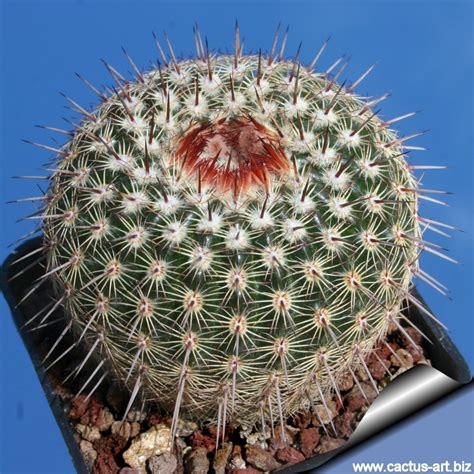 Check out our cactus spines selection for the very best in unique or custom, handmade pieces from our natural curios shops. Notocactus eugeniae (Syn: Parodia eugeniae)
