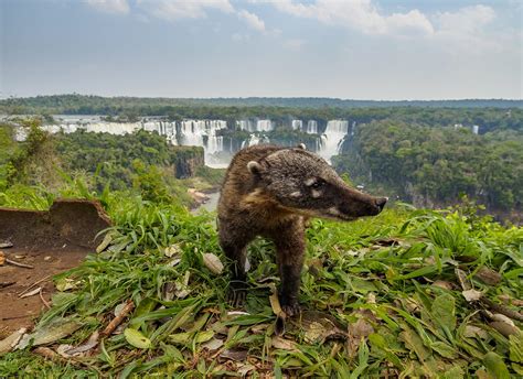 Iguazu Falls Travel Tips 15 Things To Know Before You Go Rainforest