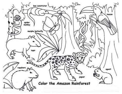 Rainforest Animals And Plants Drawings