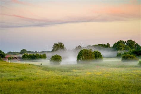 Foggy Summer Morning On Meadow Stock Photo Image Of Background Scene