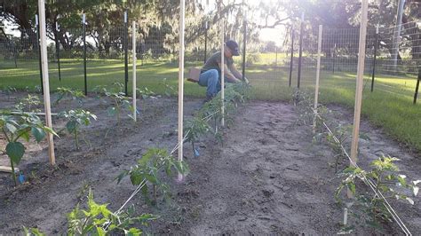 How To Build The Best Tomato Trellis Simply Made Homestead