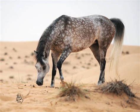 Dappled Rose Grey Arabian ~majestic~ Horses Arabian Horse Pretty