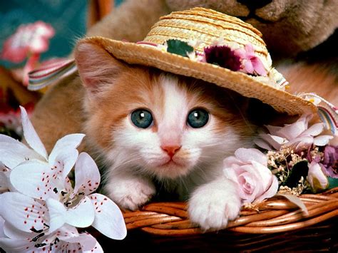 Tổng Hợp 222 Kitten Cute Background Độ Phân Giải Cao Download Miễn Phí