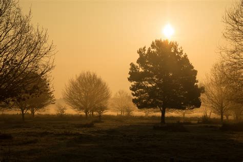 Free Images Landscape Tree Nature Branch Sun Fog Sunrise