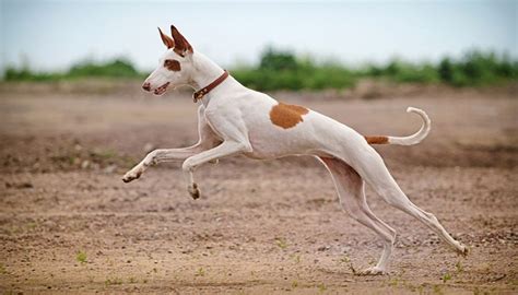 25 Fastest Dog Breeds On The Planet Top Dog Tips