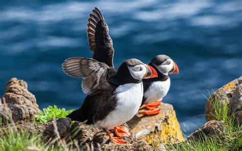 Wallpaper Landscape Birds Animals Sea Nature Grass Coast