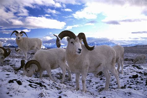 Wild sheep do not need to be sheared. Pneumonia-causing strain of bacteria found in Alaskan wild ...