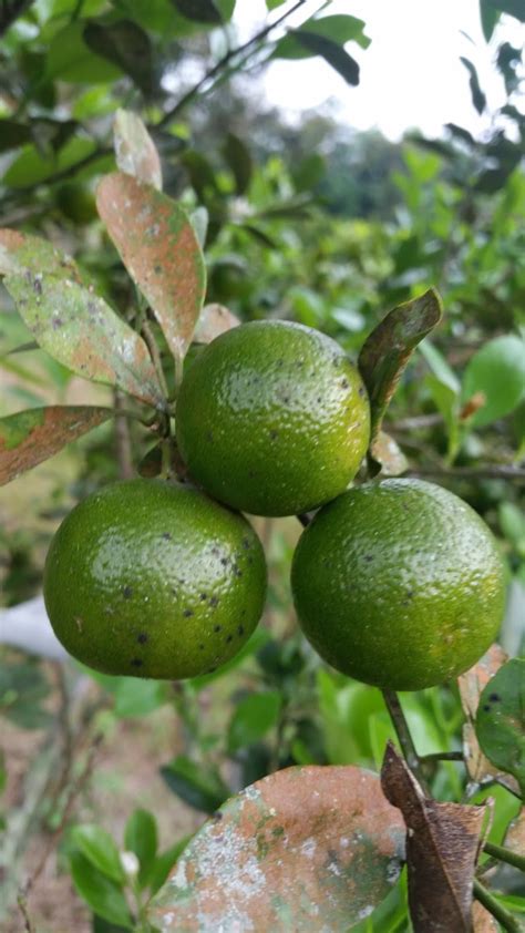 Beli jeruk limau online berkualitas dengan harga murah terbaru 2021 di tokopedia! Warisan Petani: Limau Kasturi : Tanam Sepokok Tak Habis Makan.