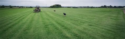 Is a proud owner of a sir walter buffalo grass and you want to know how to properly take care of it is wondering whether this grass is the right one for your lawn it might be tempting to start treating your lawn as soon as you lay down the grass, but you must. Sir Walter Buffalo Turf - Atlas Turf