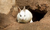 Rabbit Hole This Way … - Center for Children and Youth