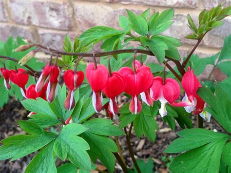 Instead of green foliage, this plant will produce beautiful golden yellow foliage (chartreuse in more shade). Bleeding Hearts: Plant Care and Collection of Varieties ...
