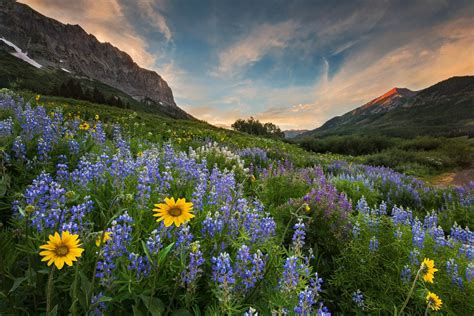 Alpine Meadow By Romiana Lee