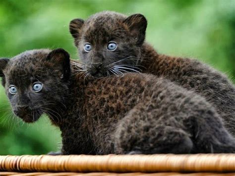 Black Panther Cub Animals Pinterest
