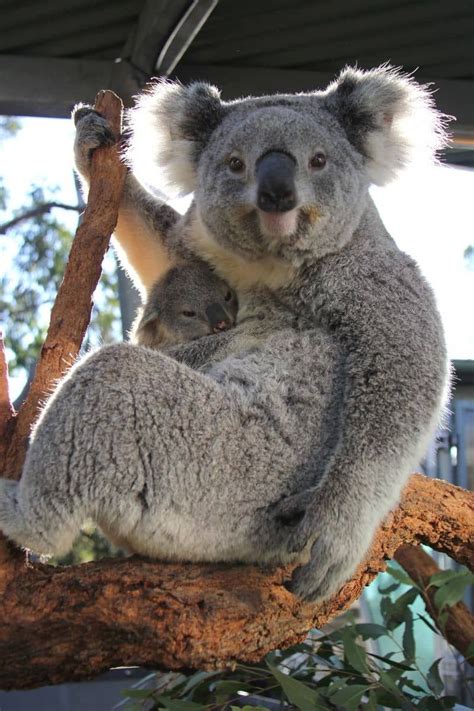 Koala Joeys Tauchen Im Taronga Zoo Für Den Frühling Auf Zoobornen