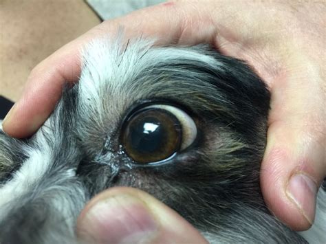 Meibomian Cyst In A Dog Cat Eye Problems Pets Dog Cat