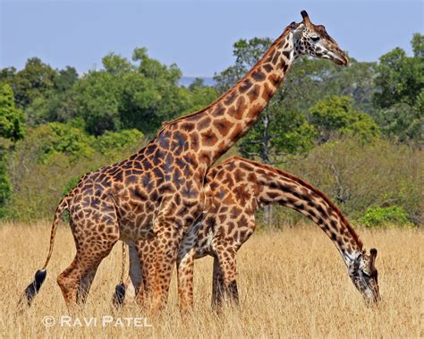A Pair Of Giraffe Photos By Ravi