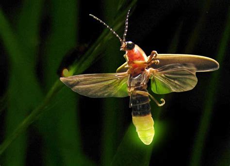 Fireflies Life Cycle And Myths About The Light Bugs Environmental Earth