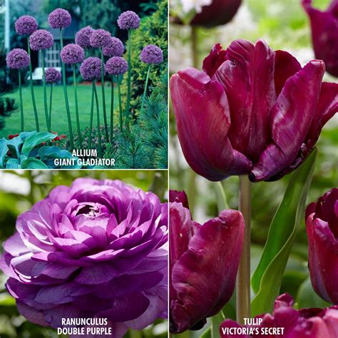 Van Zyverden Color Your Garden Purple Collectionset Of 27 Bulbs