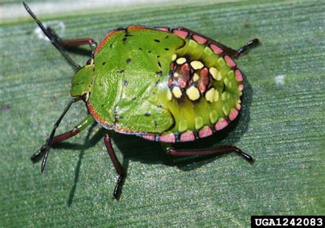 Southern Green Stink Bug Nezara Viridula Linnaeus