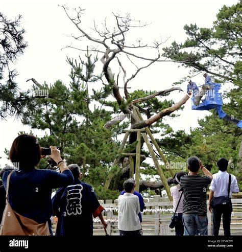 Workers Cut Down A Legendary Tree In Miho No Matsubara Pine Grove In