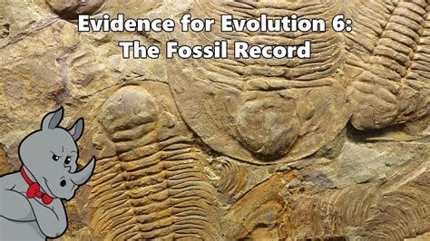 Evidence For Evolution The Fossil Record Youtube