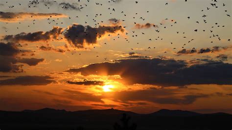 Evening Sunset Birds Flying Clouds Horizon