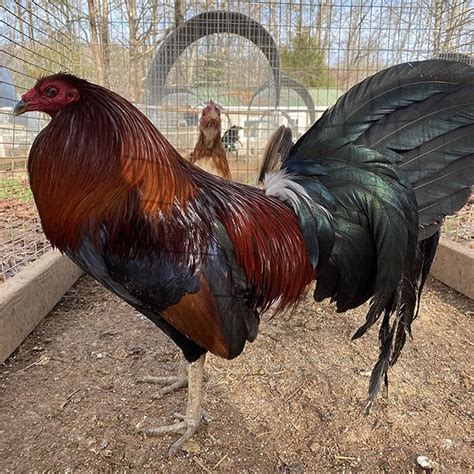 Penny Hatch Rooster Gamefowl Game Fowl Breeds