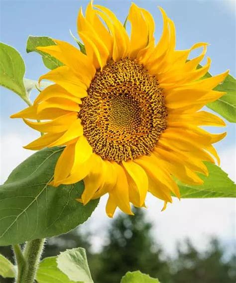 50 State Flowers To Grow Anywhere Plants Flowers Photography Sunflower