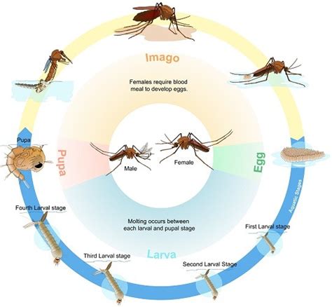 Life Cycle Of Mosquitoes Biogents Ag