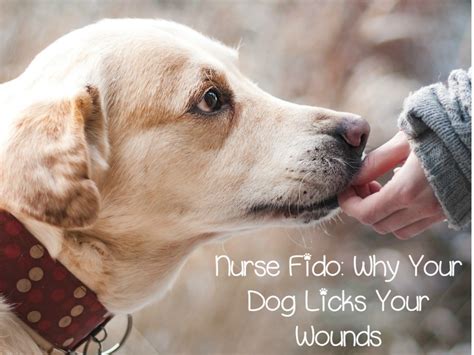 How to stop dog licking wounds. Nurse Fido: Why Do Dogs Lick Our Wounds- DogVills