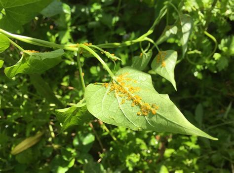 When Aphids Suck The Life From Your Milkweed Heres How To Safely Get