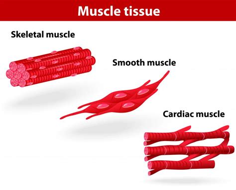 Smooth Muscle Definition Examples And Forms