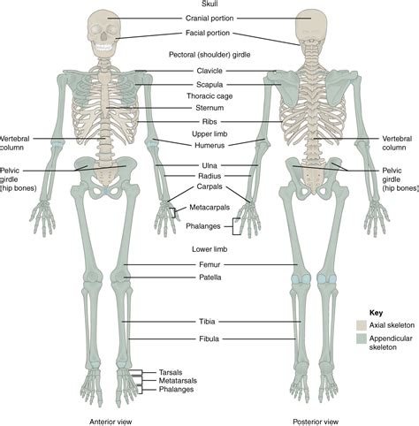 It is comprised of many bones, formed by intramembranous ossification, which are joined together by sutures (fibrous joints). This figure shows the human skeleton. The left panel shows ...