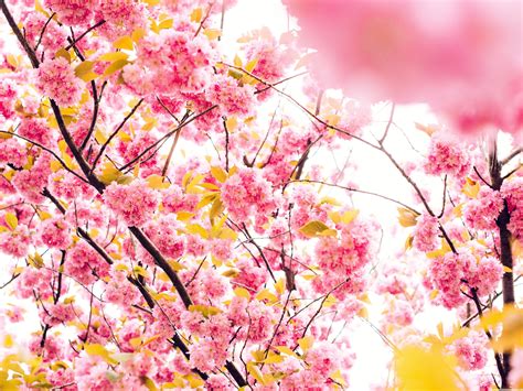 Japanese Cherry Blossom Tree Wallpapers Top Free