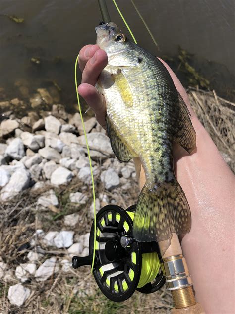 Fishing Fish Panfish Fly Fishing