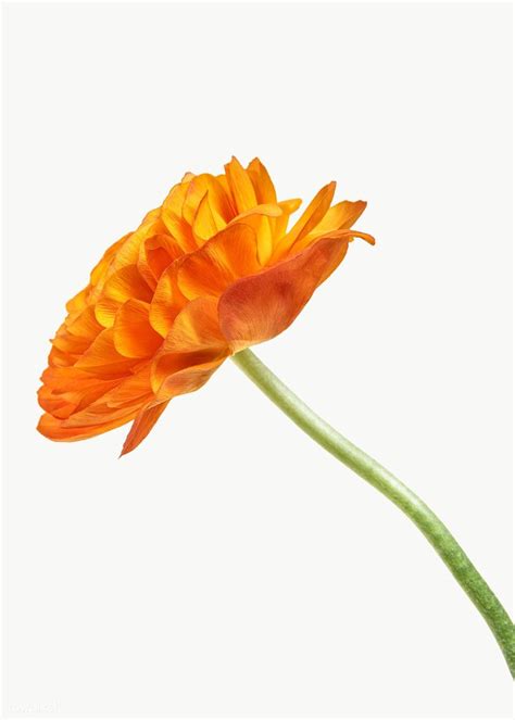 Download Free Png Of Bright Orange Ranunculus Flower Transparent Png By